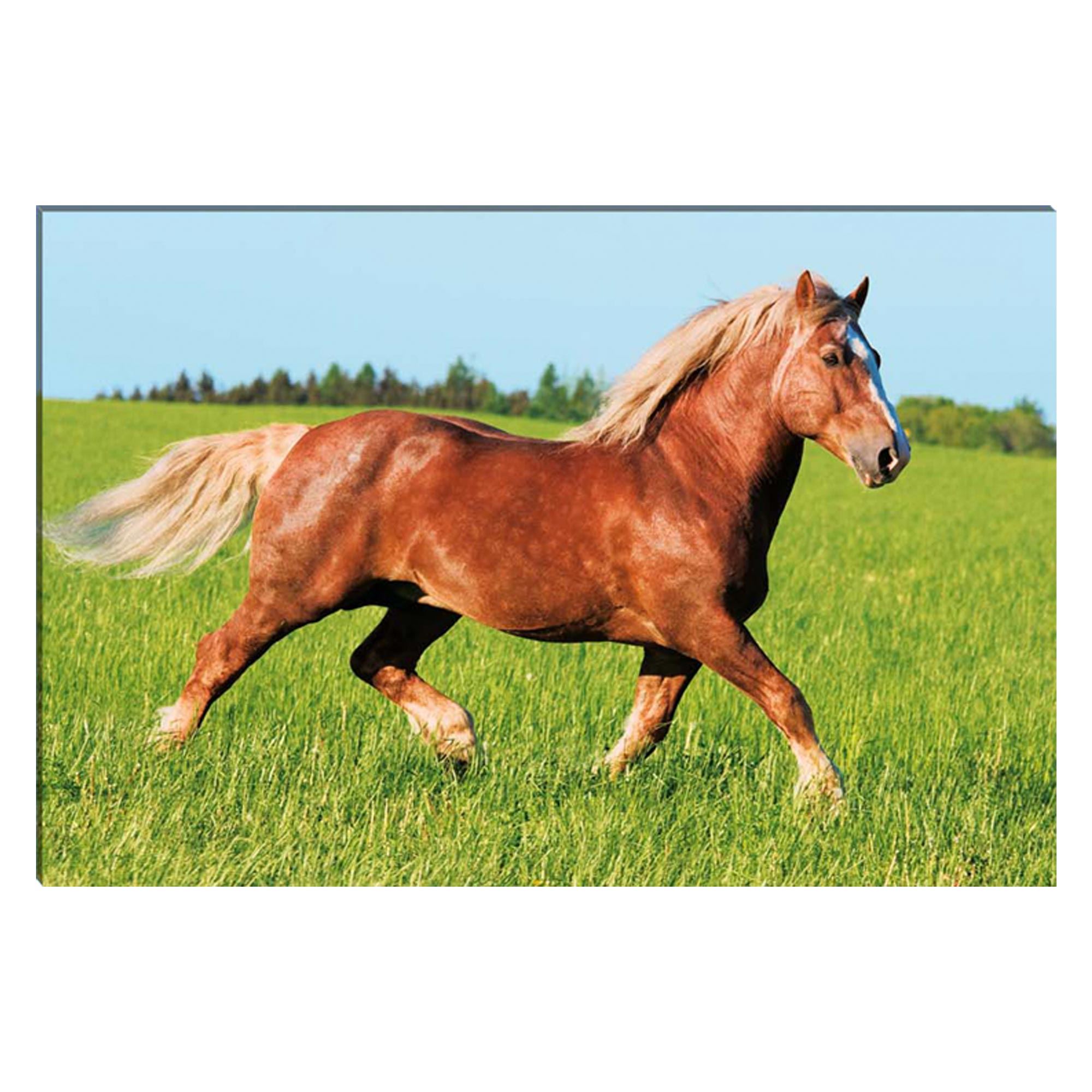 Toile cheval profil 60x40
