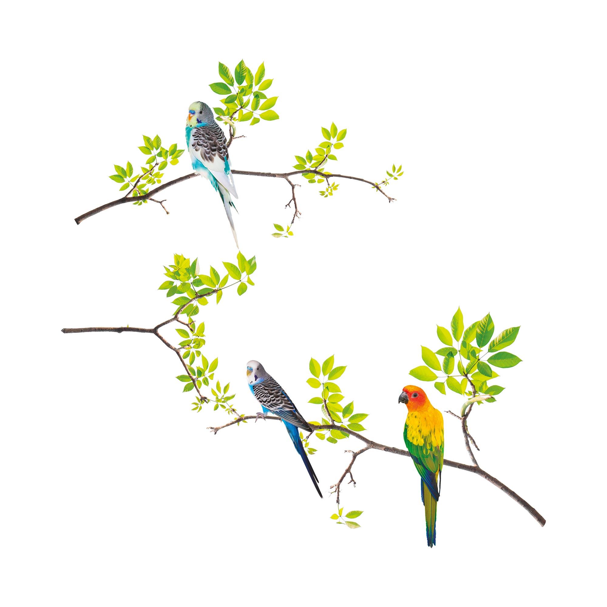 Sticker branche oiseaux