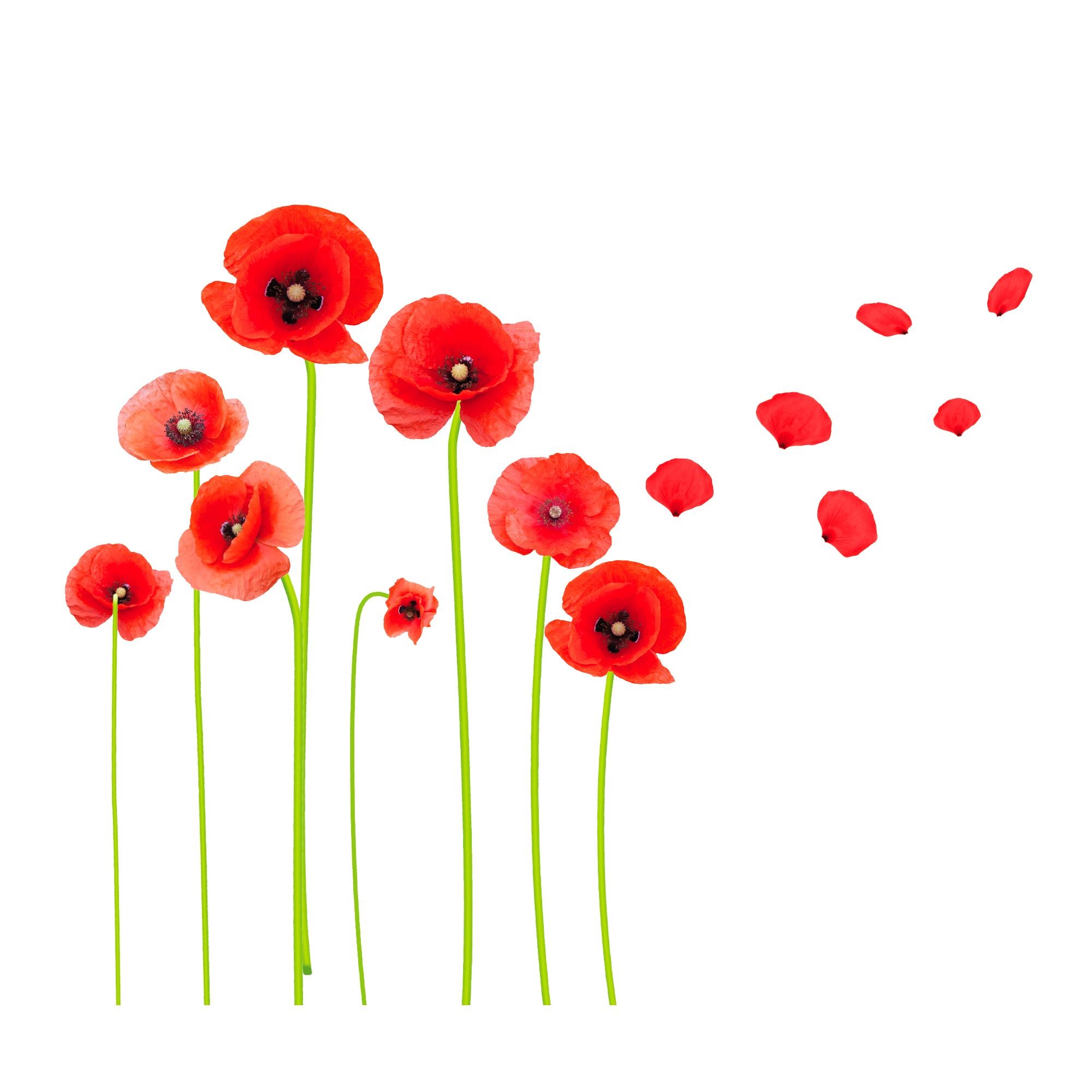 Sticker coquelicots