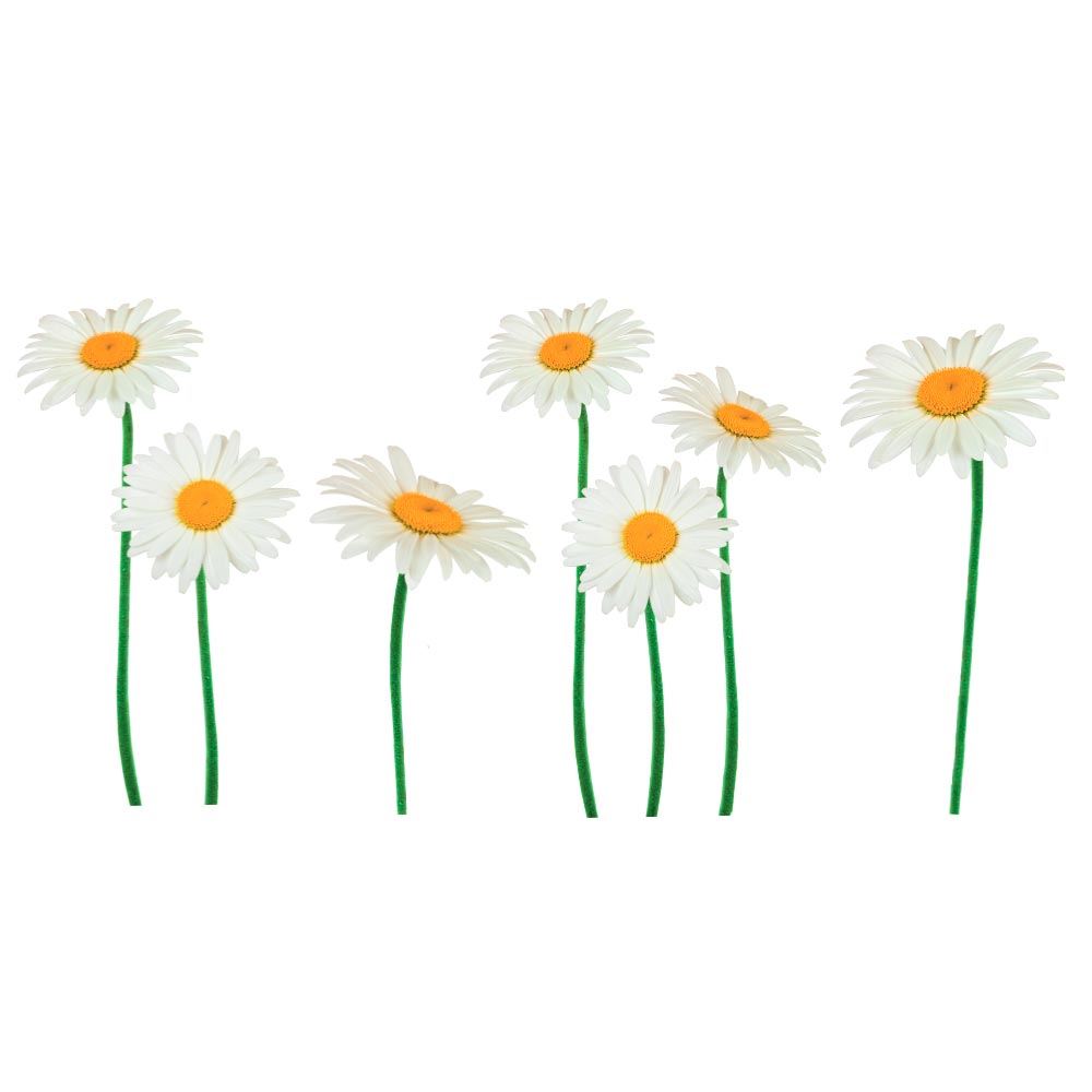 Sticker marguerites 50x70cm/
