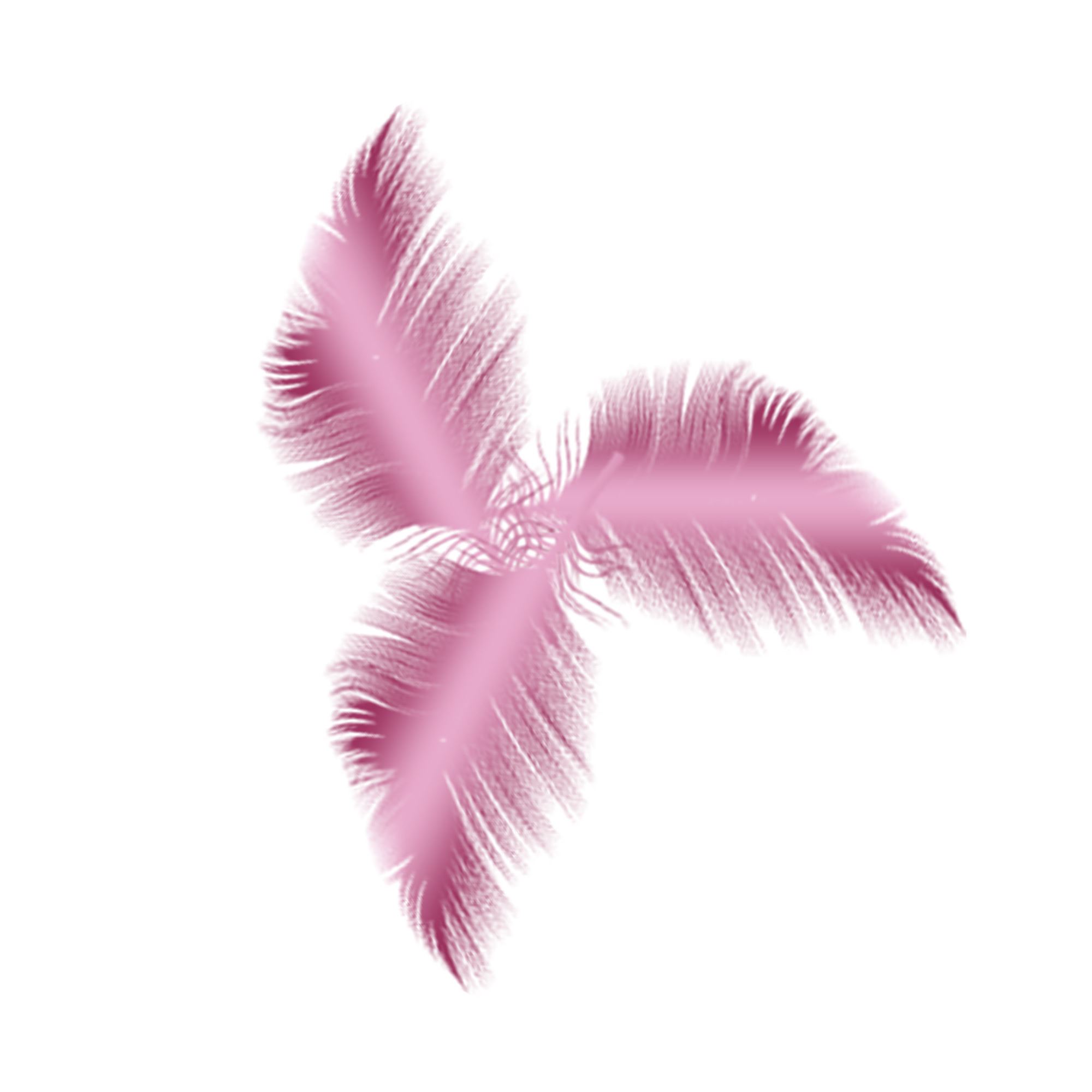Plumes colorees roses