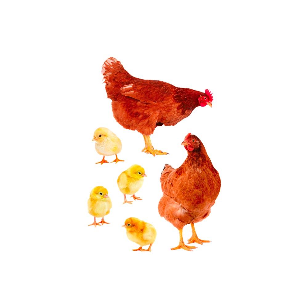 Sticker poules