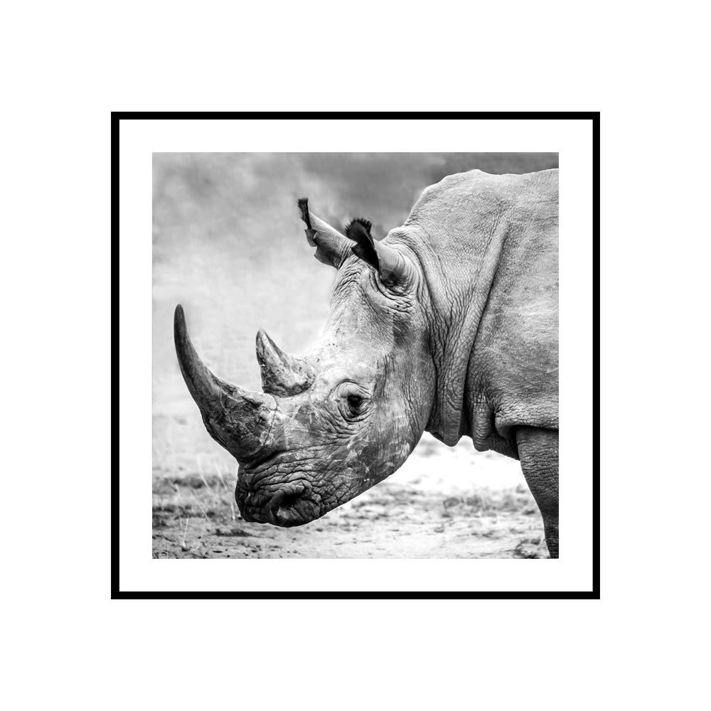 Cadre verre savane rhinoceros