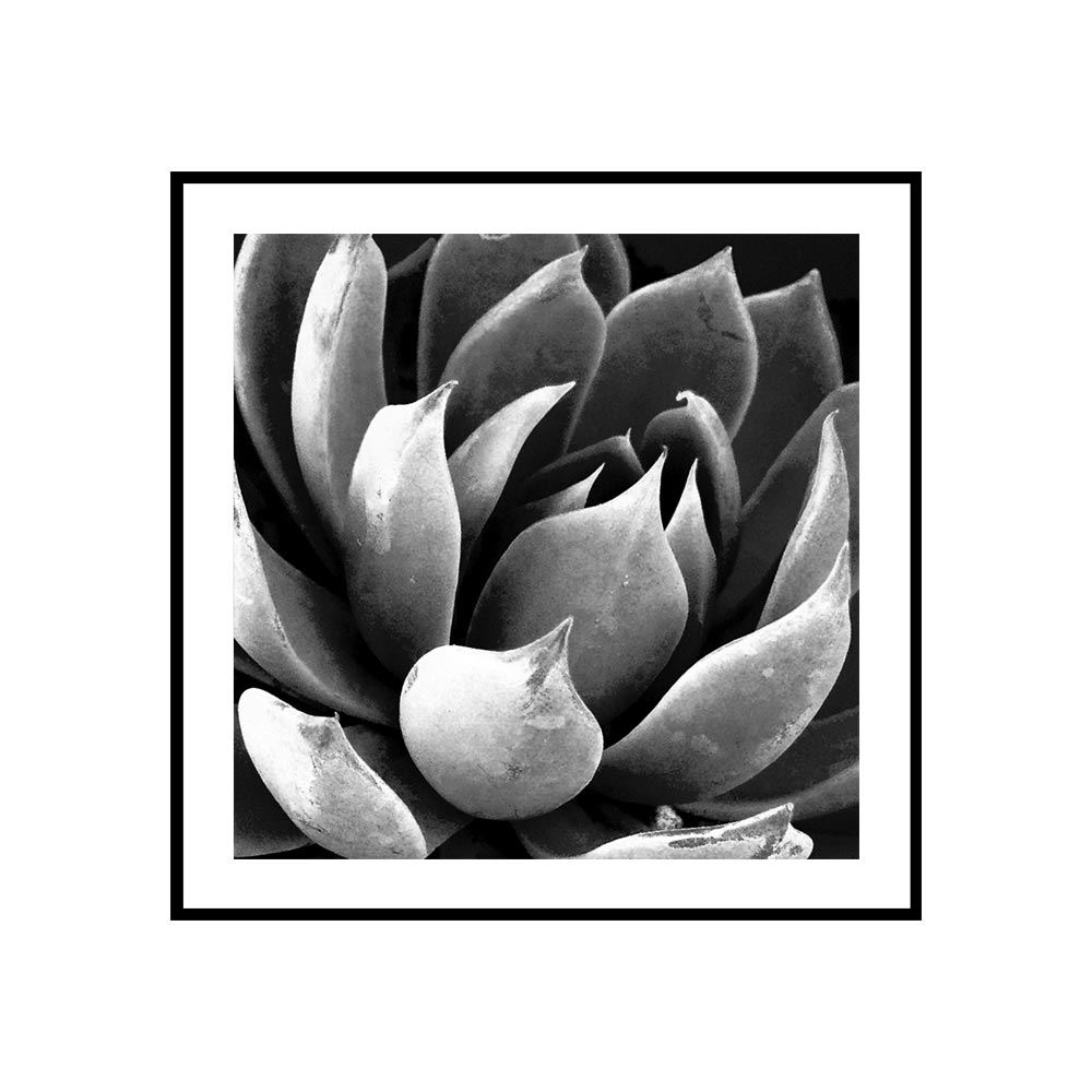 Cadre verre deco plante grasse