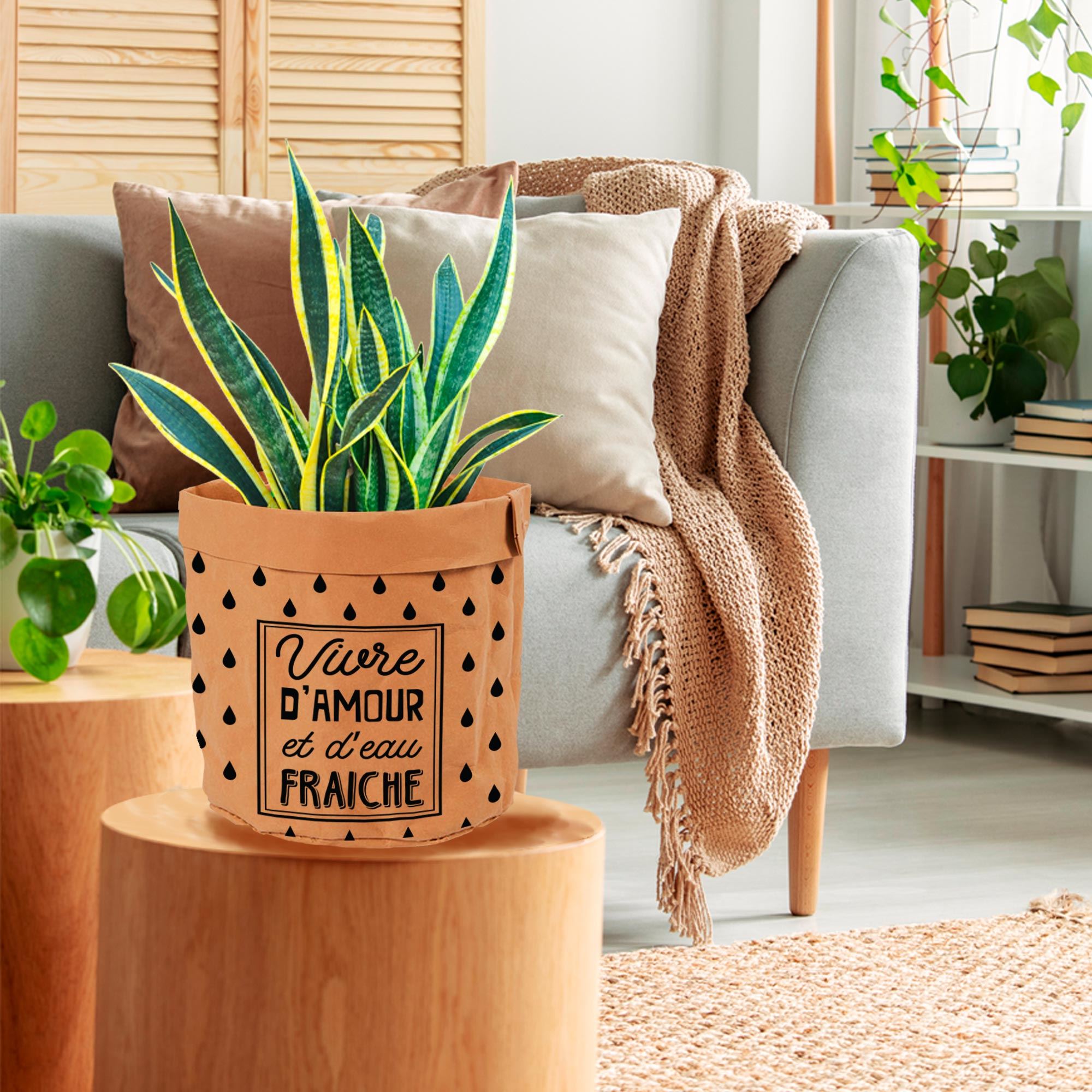 Rubrique Déco de plante