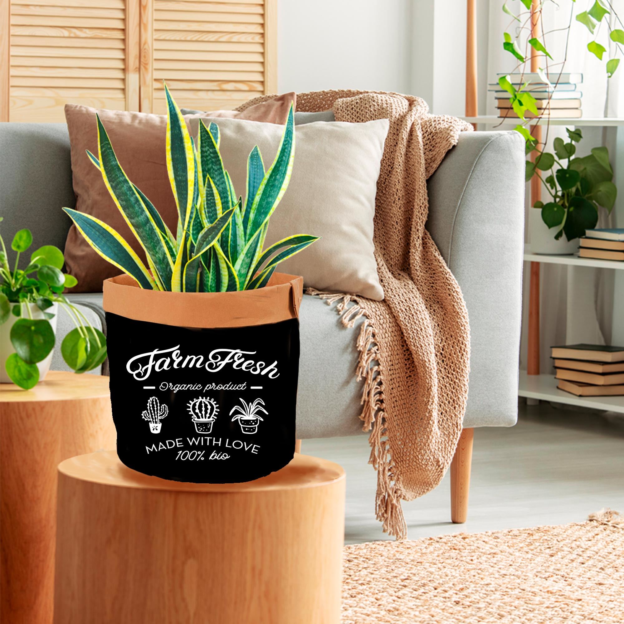 Rubrique Déco de plante