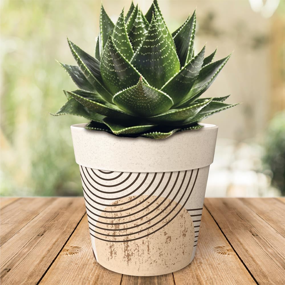Rubrique Déco de plante