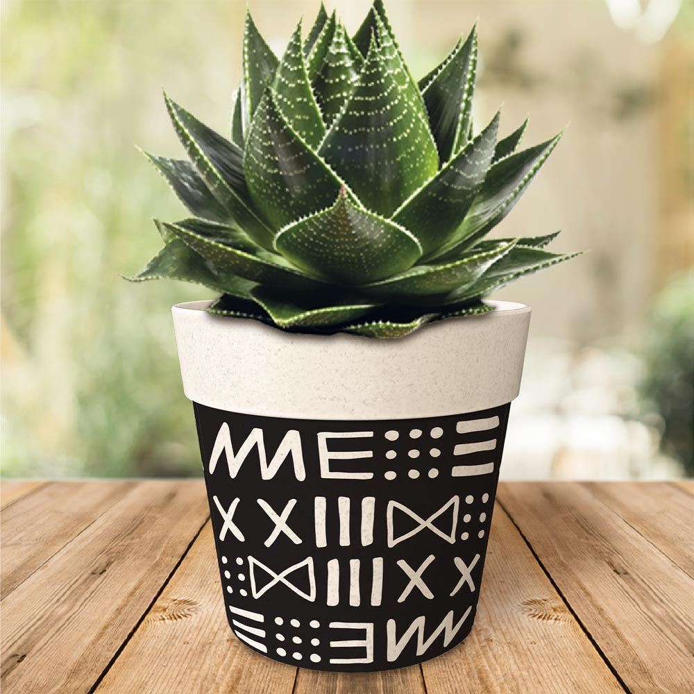 Rubrique Déco de plante