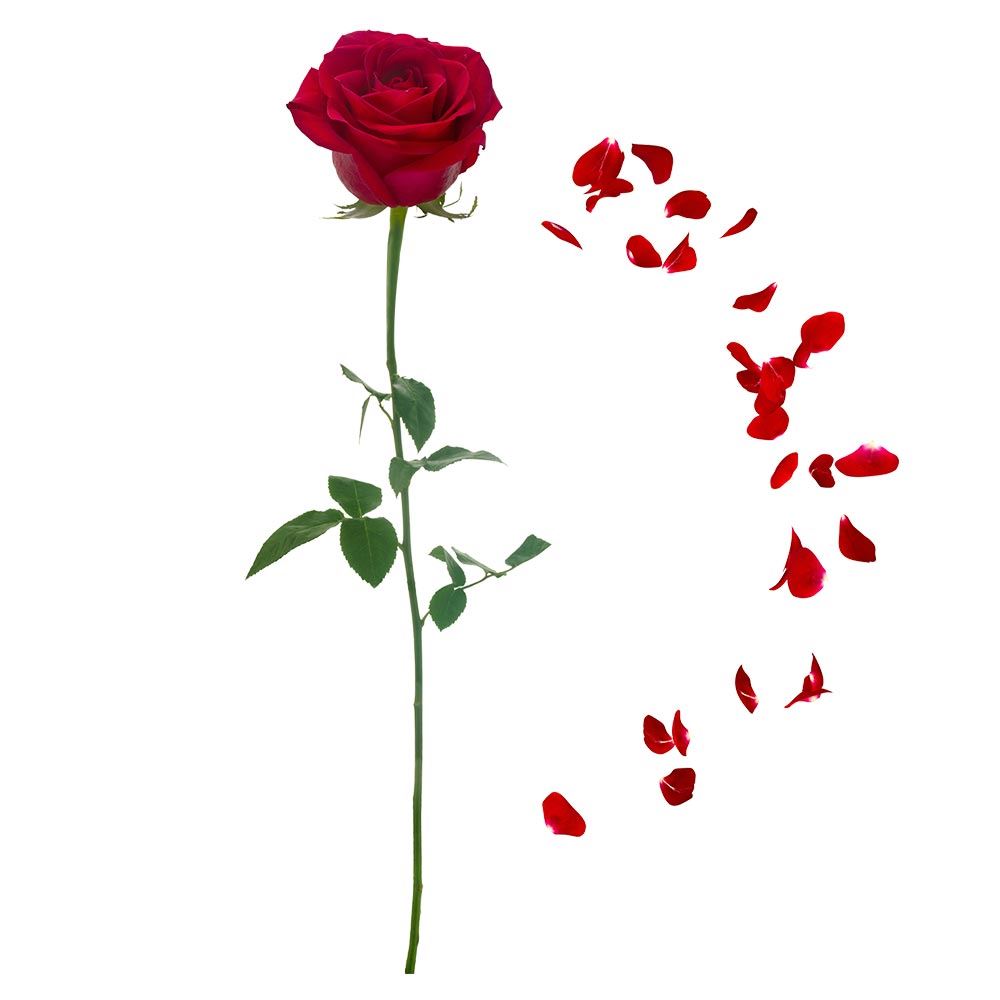 Sticker fleur rose rouge