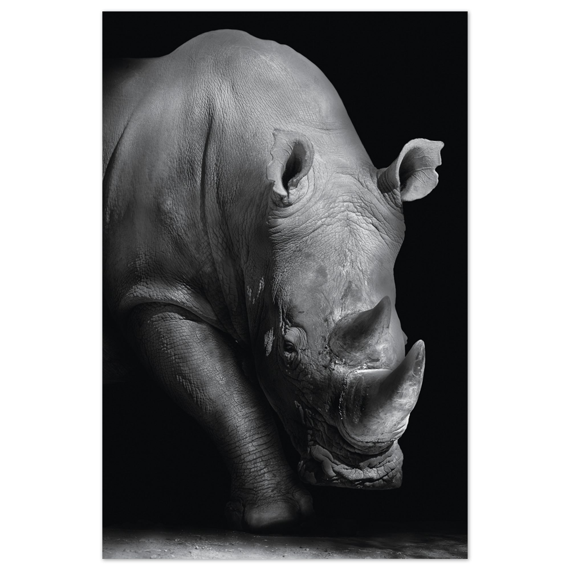 Toile rhinoceros 120x80
