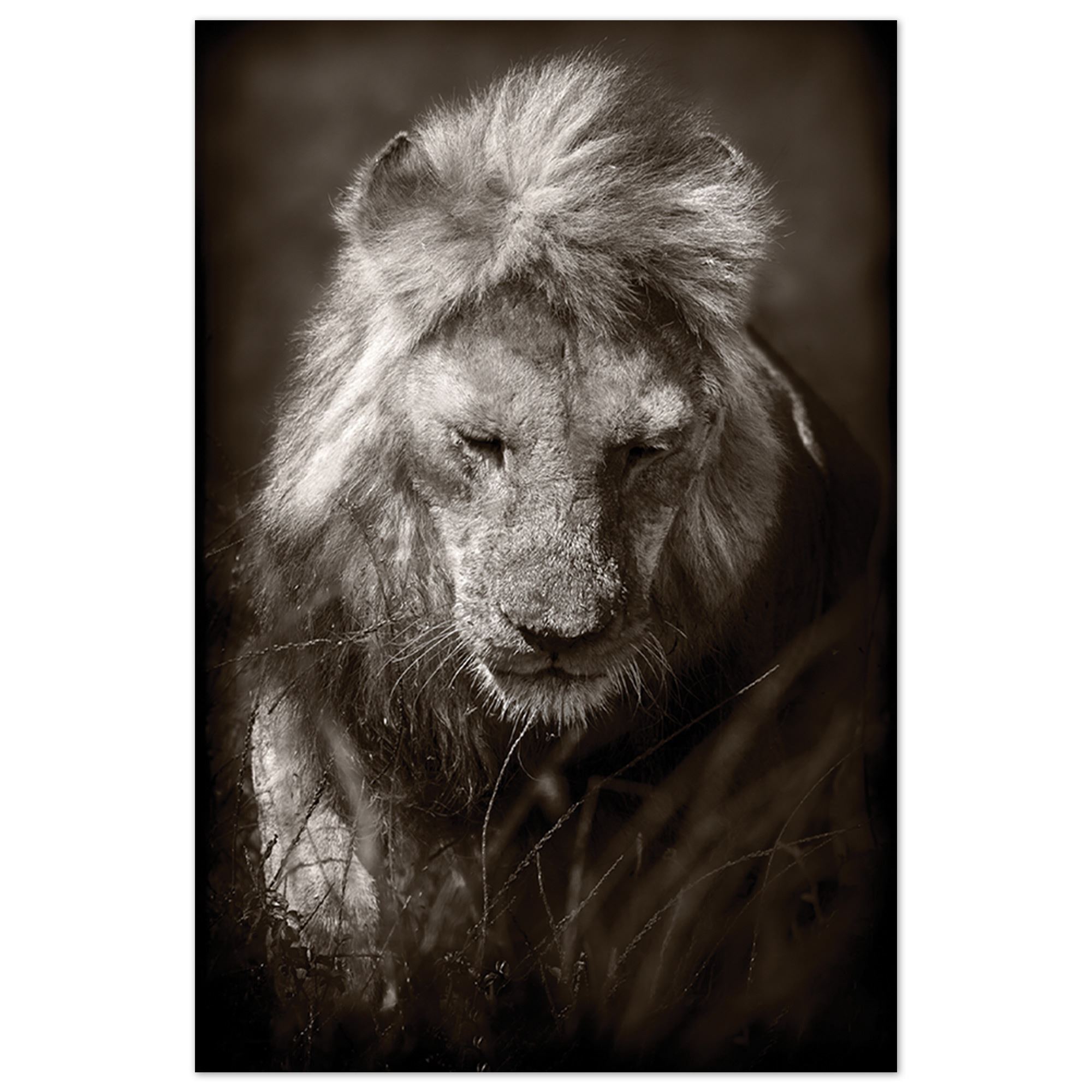 Toile lion 60x90