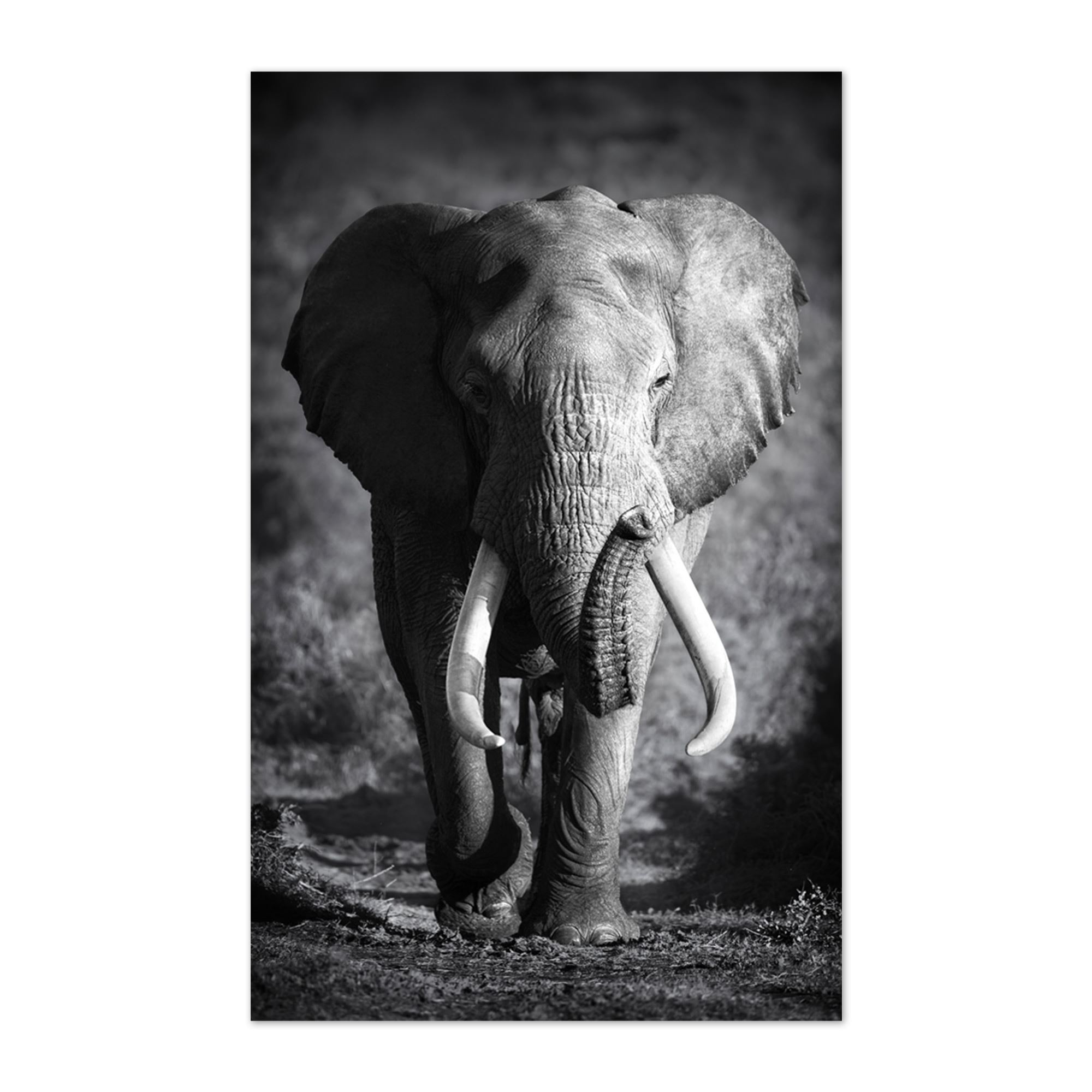 Toile elephant 160x100cms/