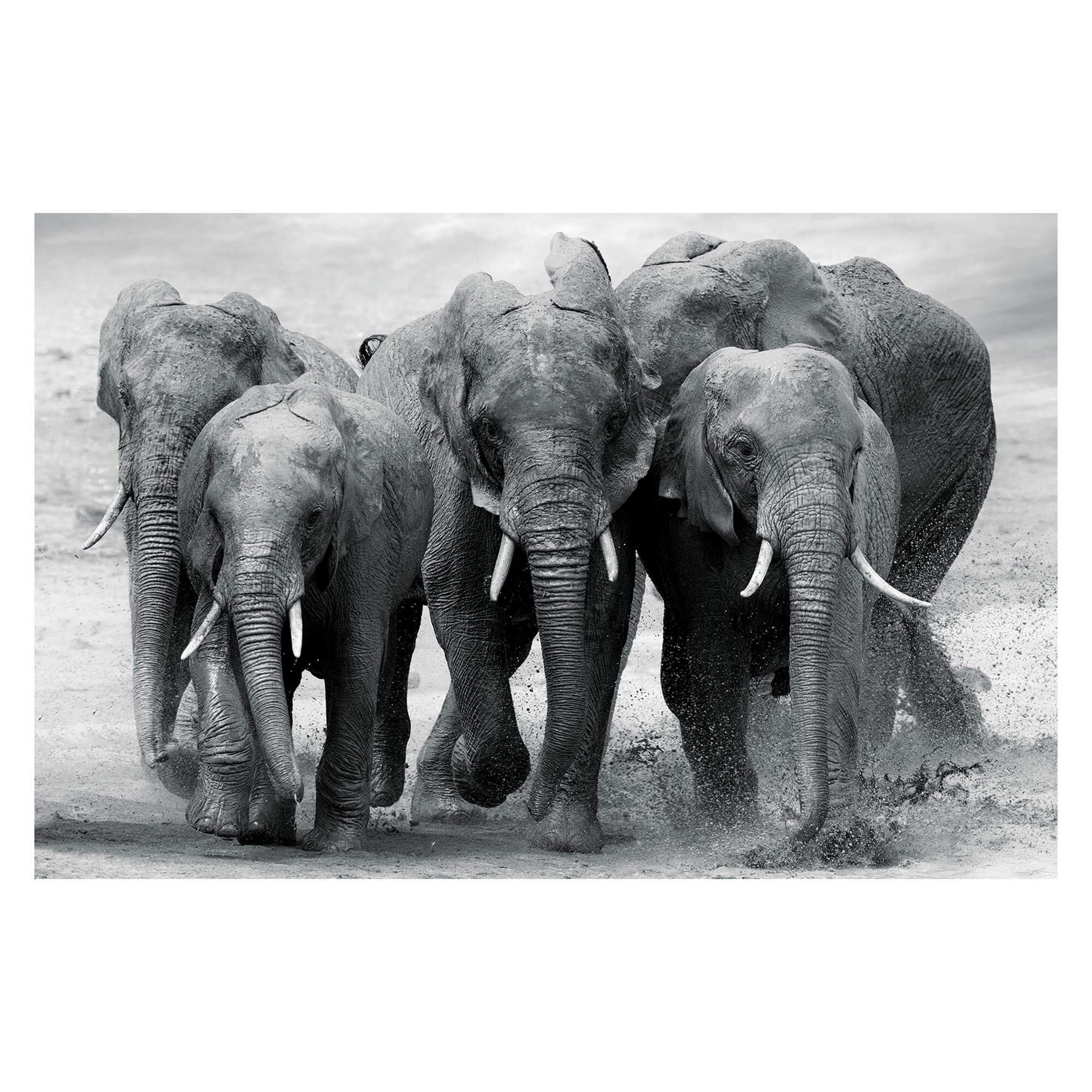 Toile elephants 160x100cms