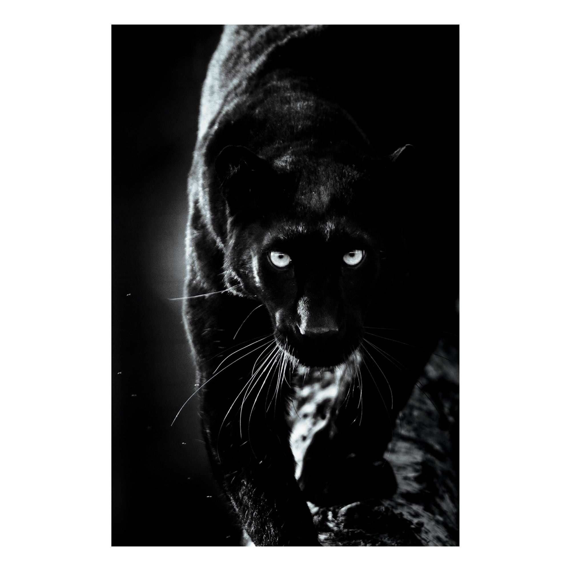 Toile panthere noire 80x120cms