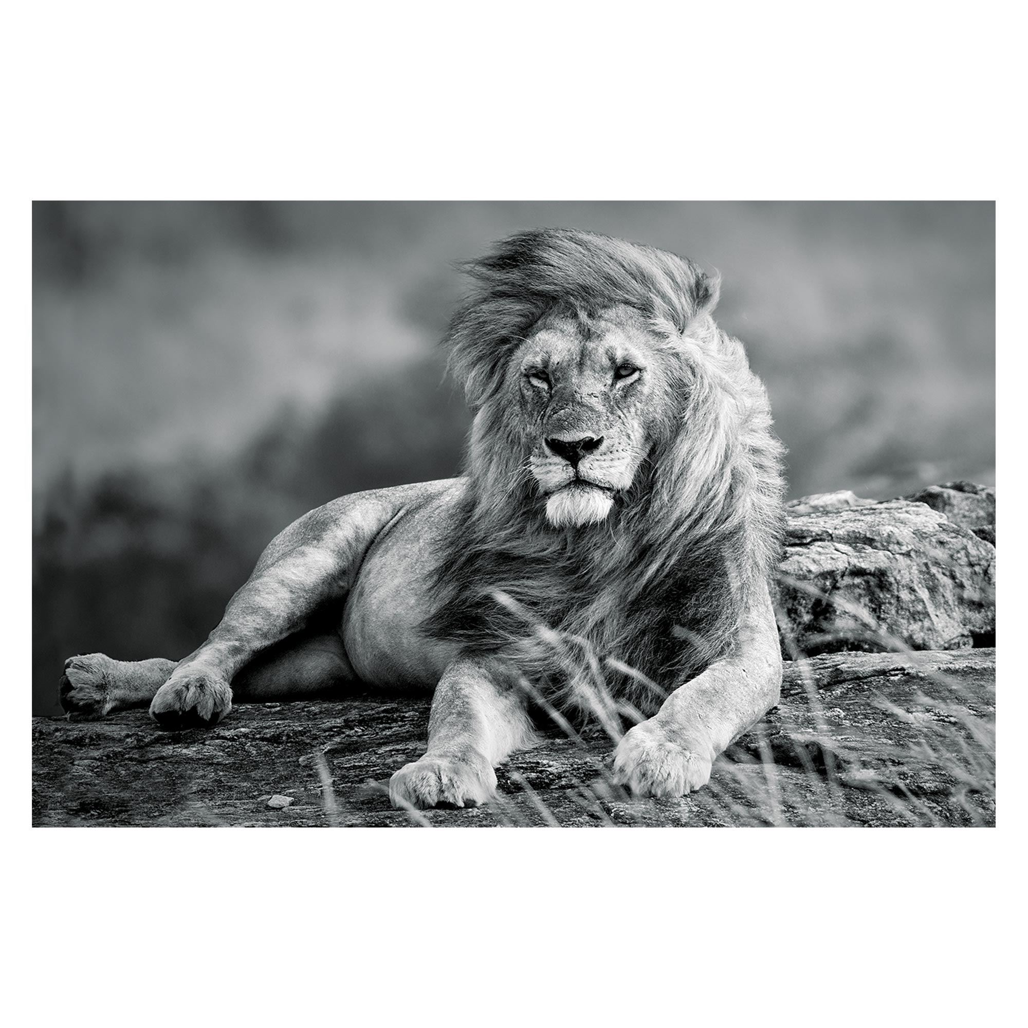 Toile lion 120x80cms