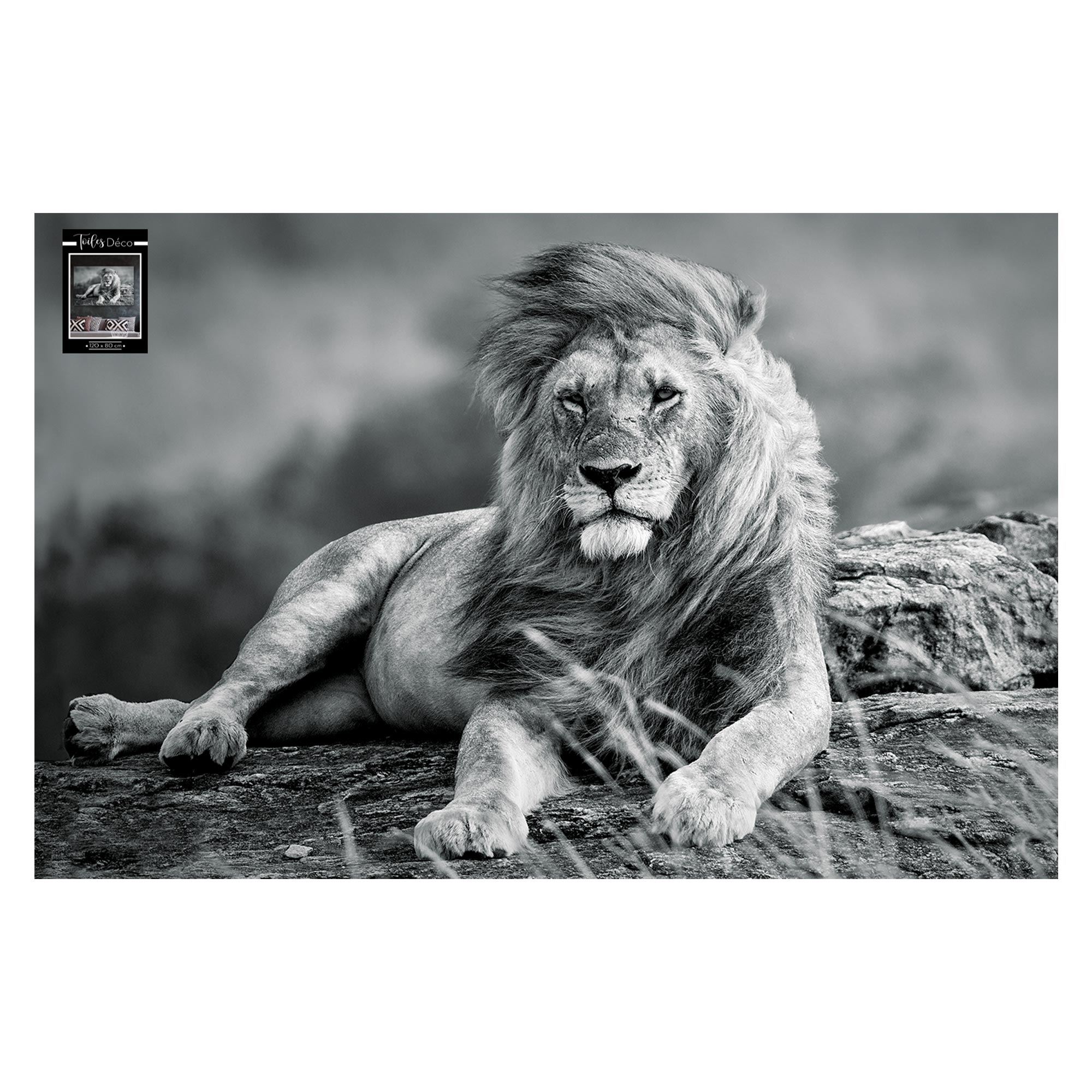 Toile lion 120x80cms