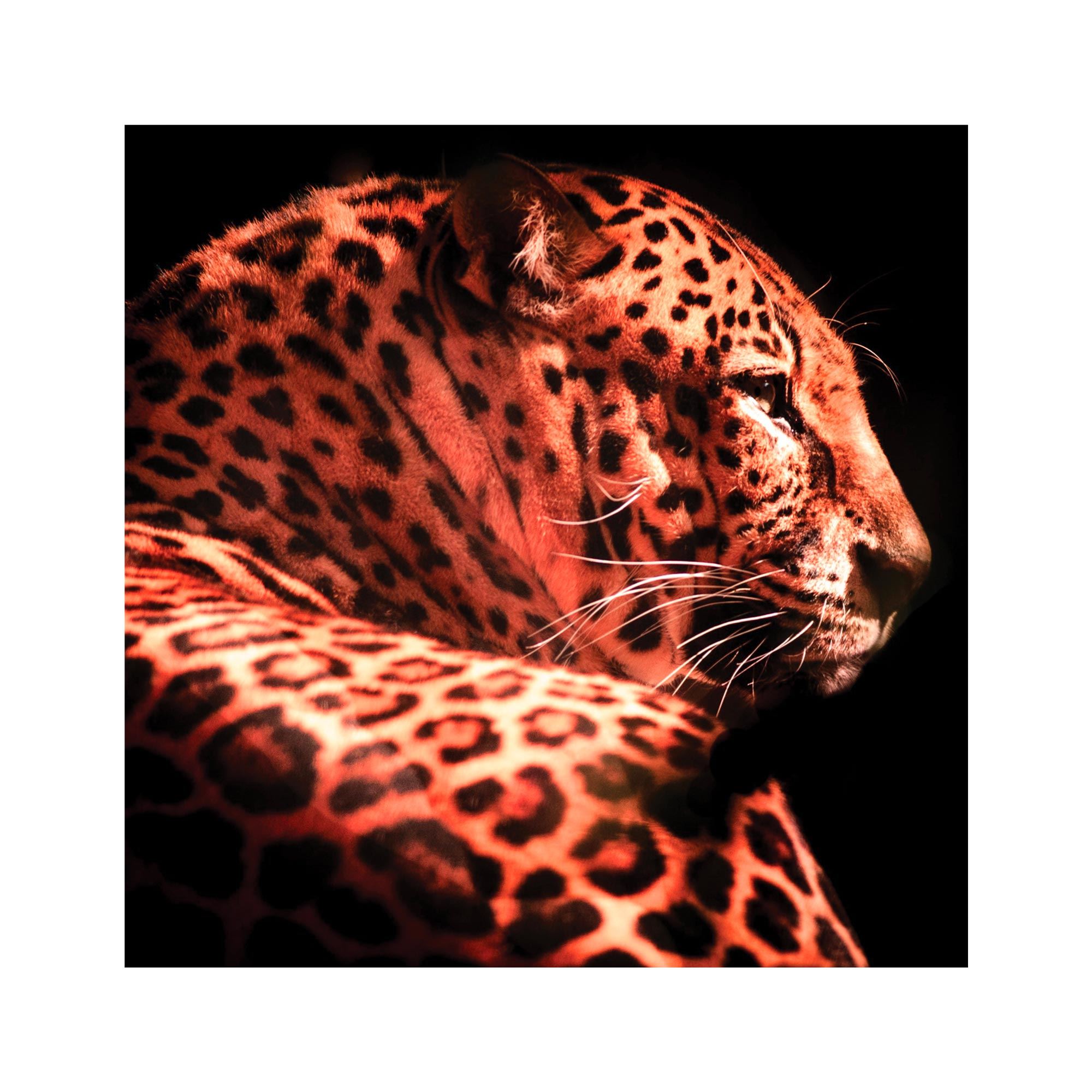 Toile guepard 90x90cms