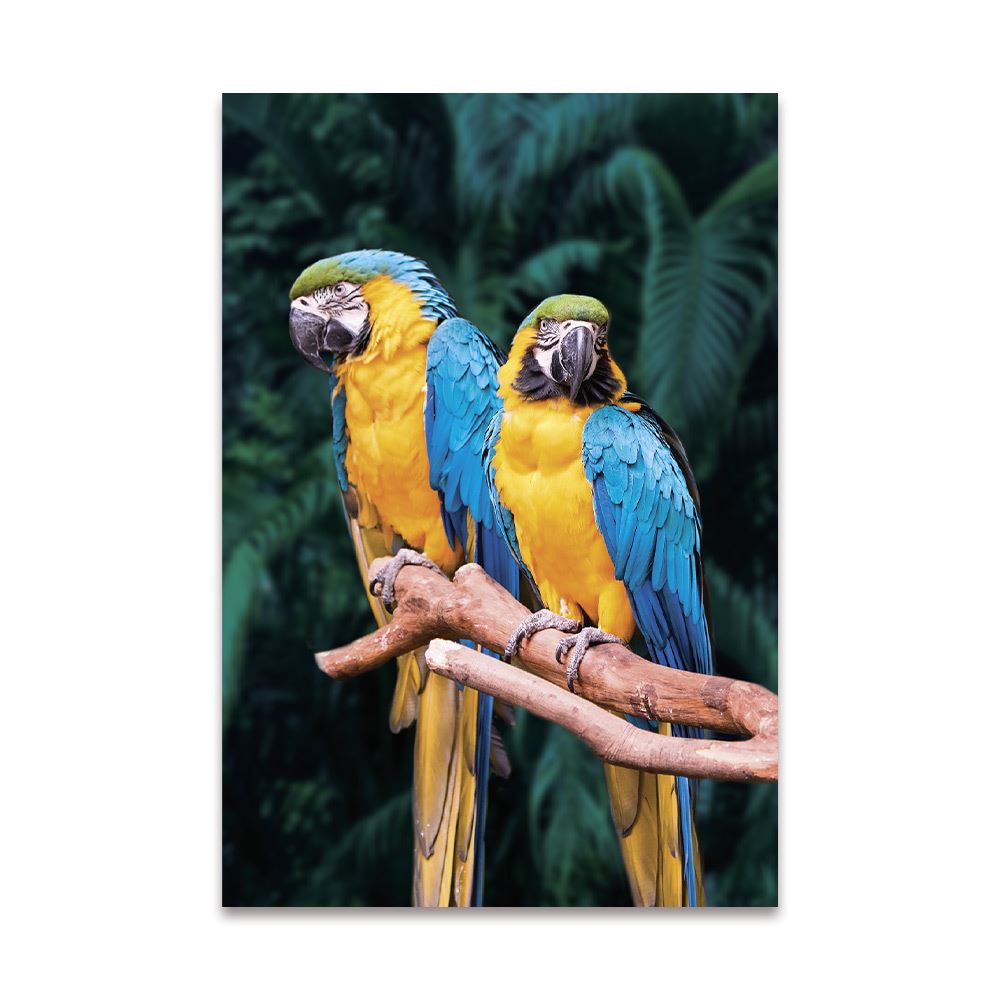 Toile perroquets 60x90cms