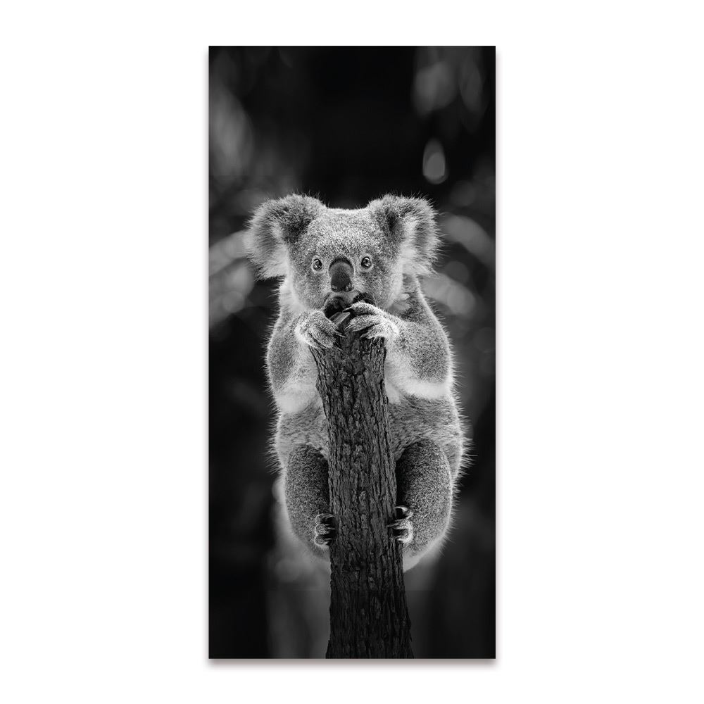 Toile koala 55x120cms
