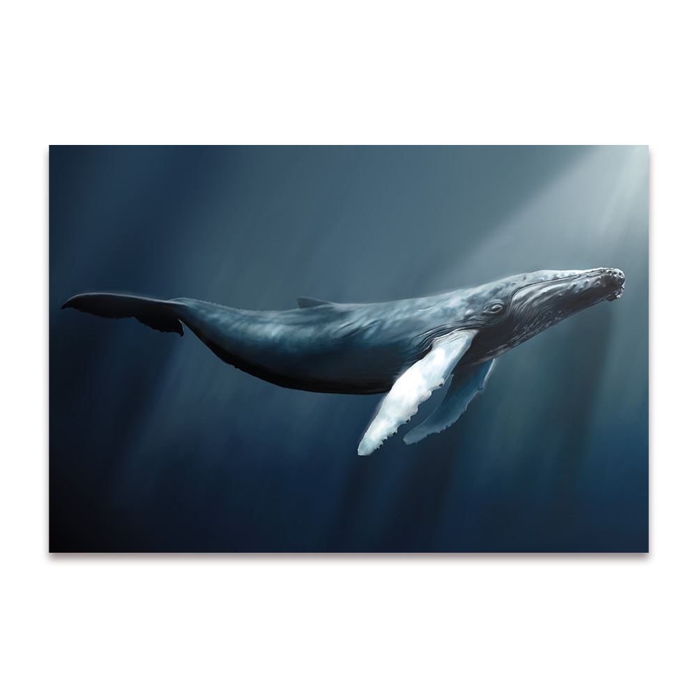 Toile baleine 120x80cms