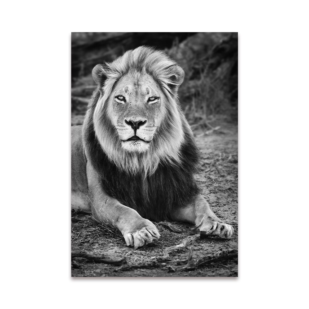 Toile lion allonge 80x120cms