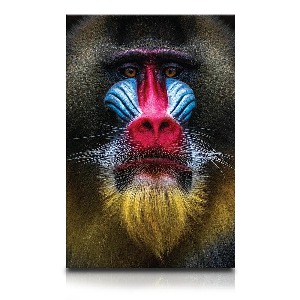 Toile tete mandrill 80x120cms