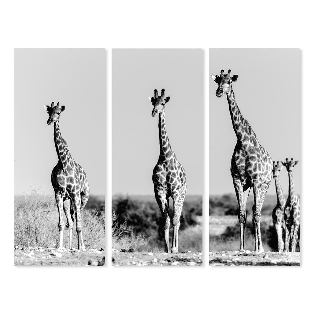 Toiles triptyques girafes 150x120 cm