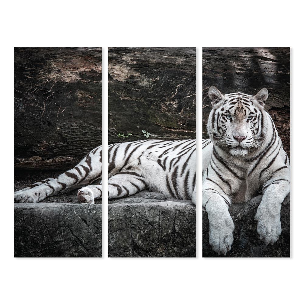 Toiles triptyques tigre 150x120 cm