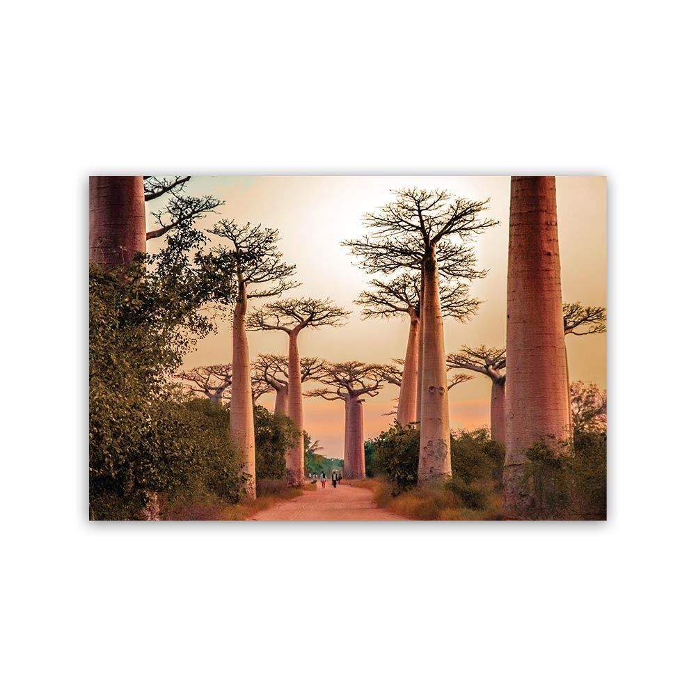 Toile baobabs 120x80cms