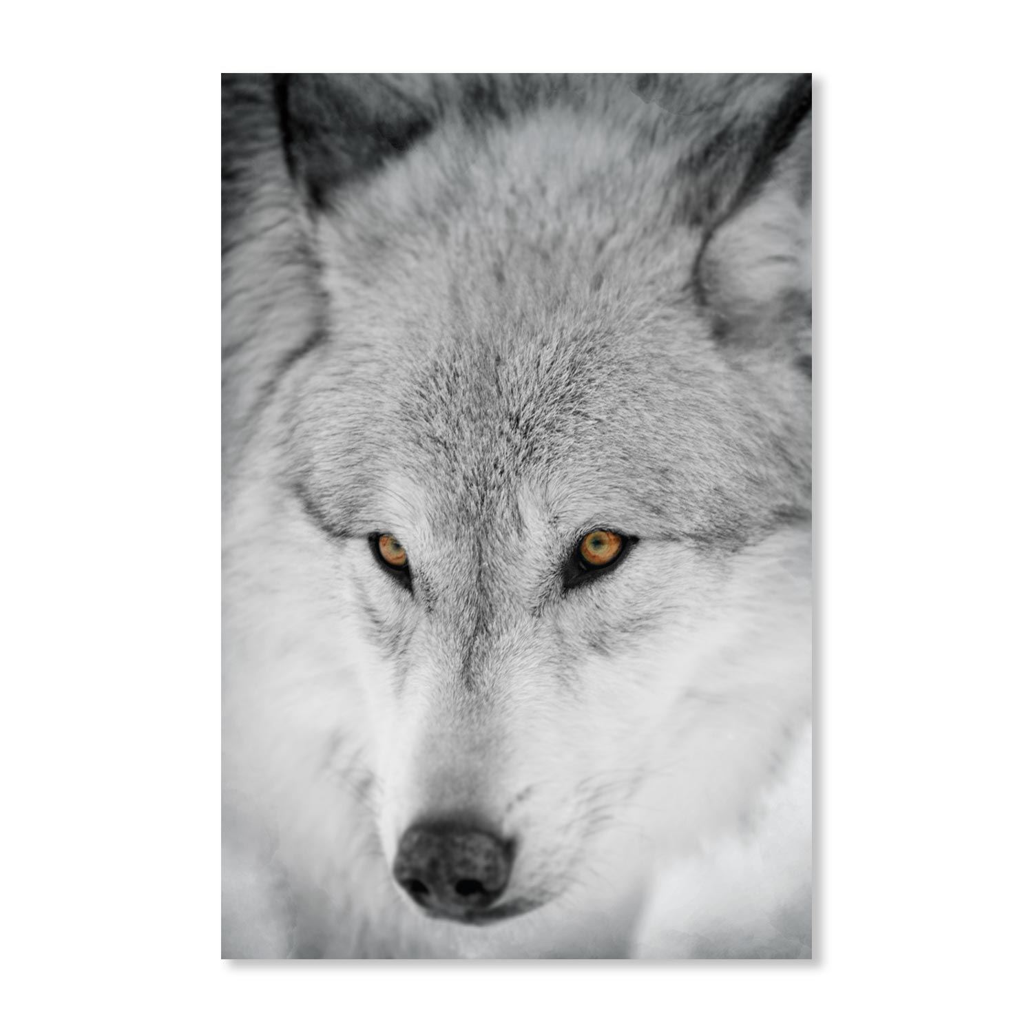 Toile loup 60x90cms