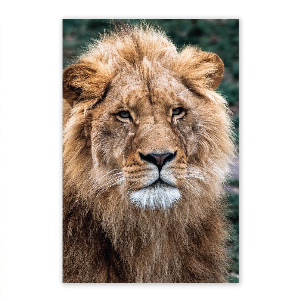 Toile portrait lion 60x90cm