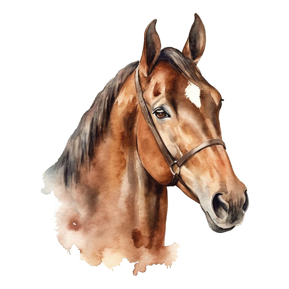 Sticker cheval 50x70